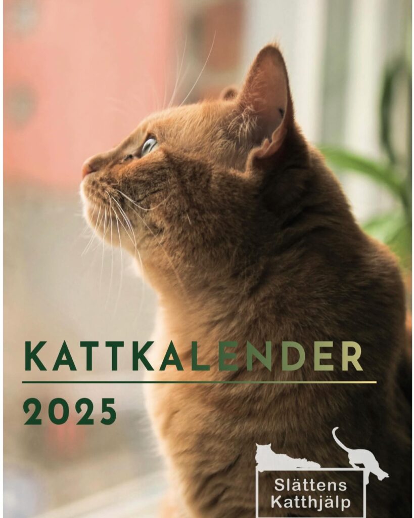 Kattkalender 2025