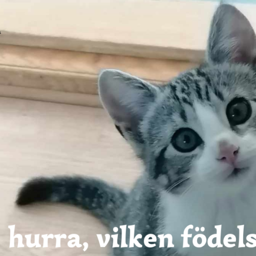 Födelsedag