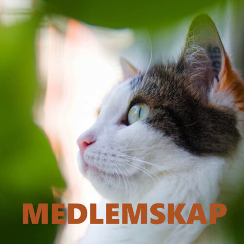 Medlemskap